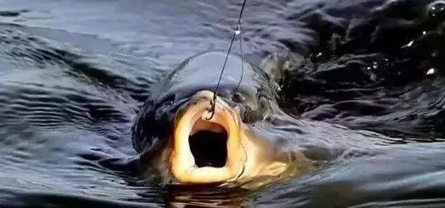 �������ŵ�����ϧ�㲻֪��