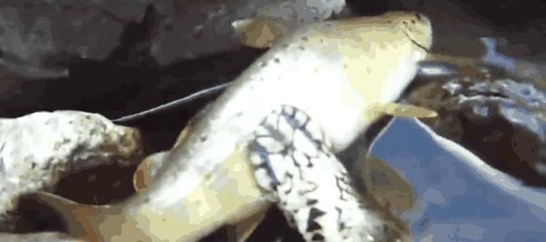 男子在河边发现石缝有动静, 走近却救下这种生物!