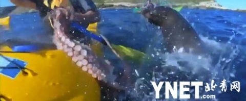 ̫���������������Ӻ��ϻ�Ƥͧ ��һֻ���ں�����������㡰���ơ�