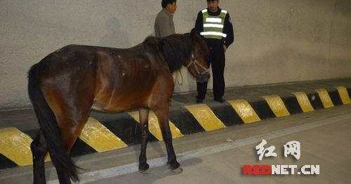 �Ϻ���Ů��ͷ�������ں󣬳ɶ�����Ⱥ���񱼣���Щ������·�Ĺ���