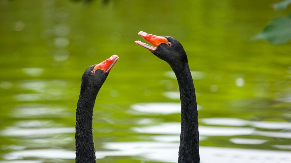 ݺֽ
