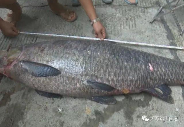 ���ްԣ���̶���ӵ���һ�� 77 ������㣬�� 1.42 ����С����ô��