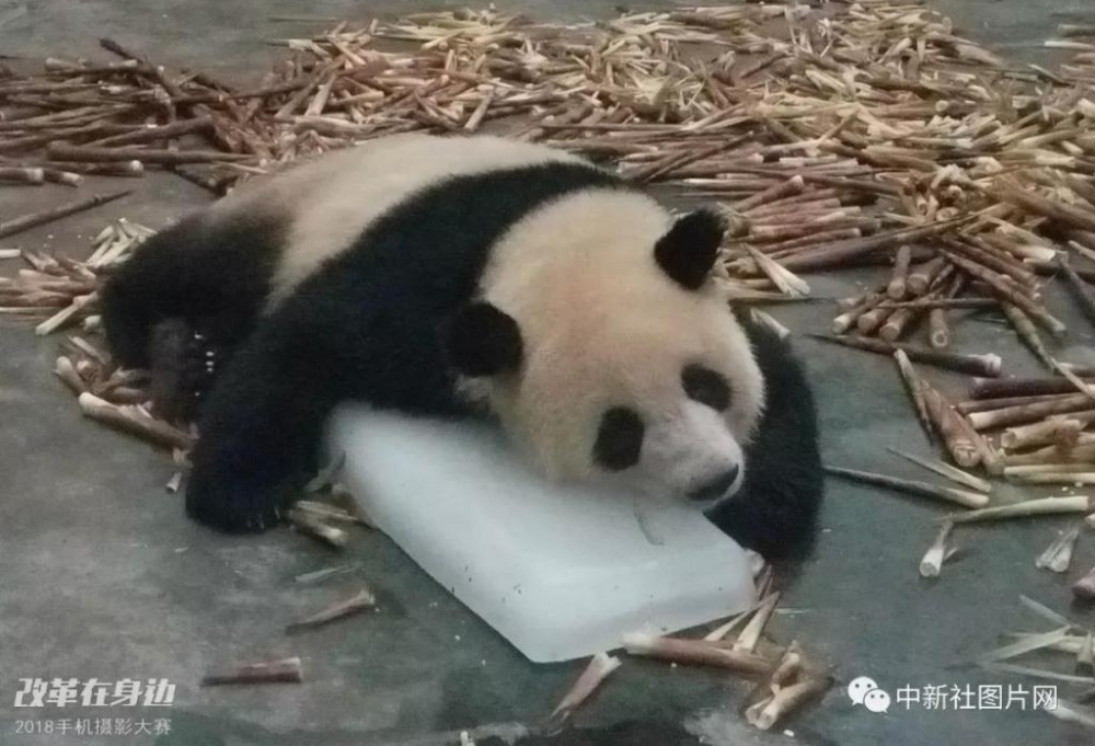 �ĸ￪������2018�ֻ���Ӱ�����������ܽ���¯��