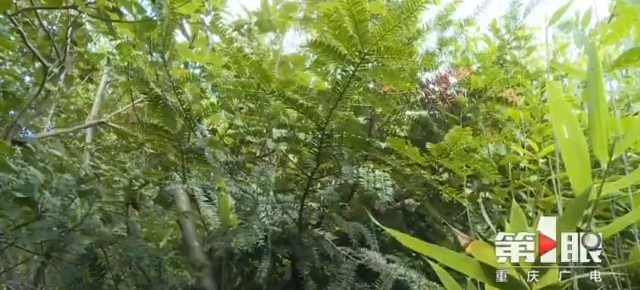 2000ĶҰ춹ɼɽ 150 񾹶겻֪