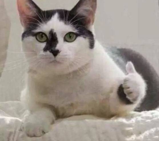 һסԺƣͬſû뵽С˼