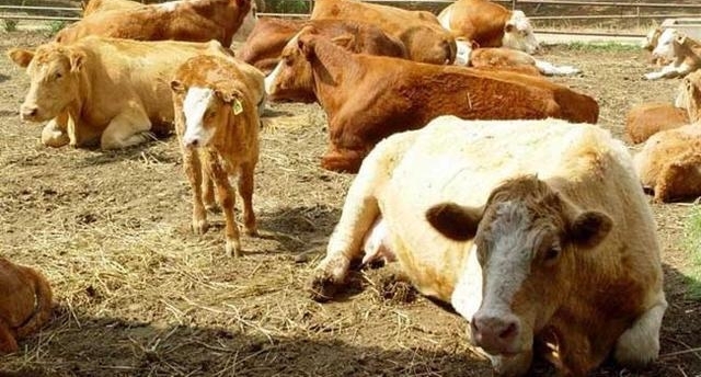 ǼһڹѧĲʿȻصϼţ