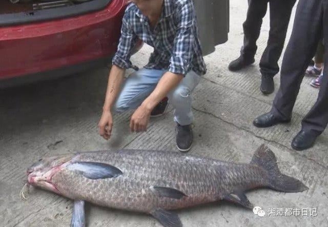 ���ްԣ���̶���ӵ���һ�� 77 ������㣬�� 1.42 ����С����ô��