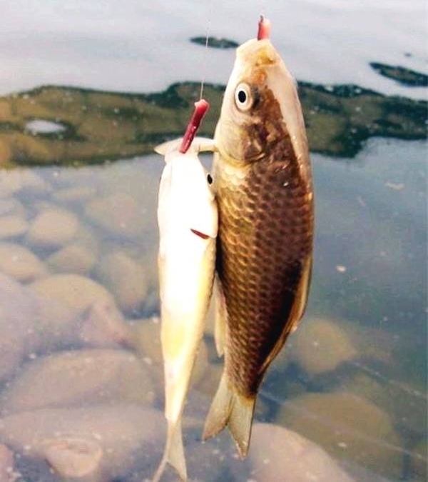 ������＾�������Ŀ�������ö��䷽������Ч�����ܺã�