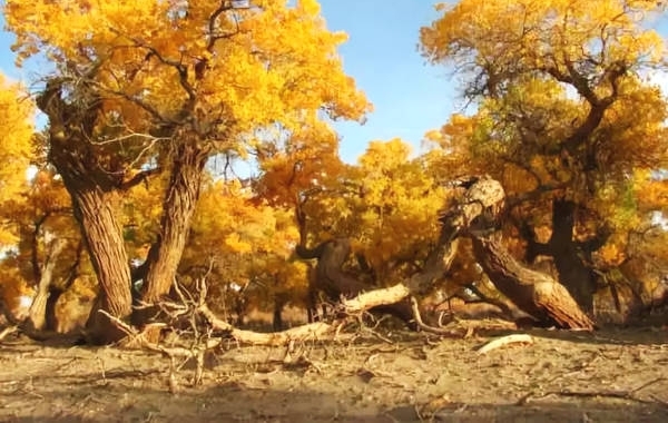 Ϊ��ץ�����Ӳ����½������֣����տ���ס������ȱ�ץ��