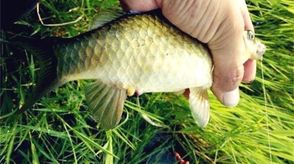 ������＾�������Ŀ�������ö��䷽������Ч�����ܺã�