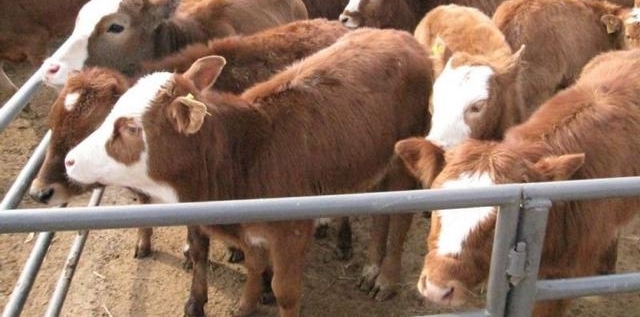 ǼһڹѧĲʿȻصϼţ