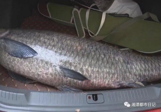 ���ްԣ���̶���ӵ���һ�� 77 ������㣬�� 1.42 ����С����ô��