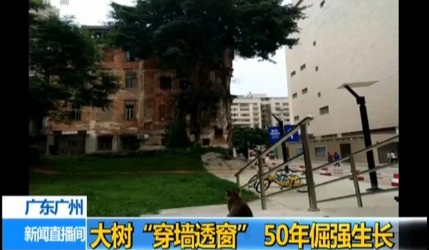 ǿ¥50 ѣ컹Զ