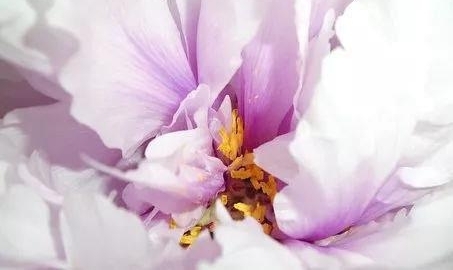 ɽ��������Ϊ����ĵ����ҵ�����²�