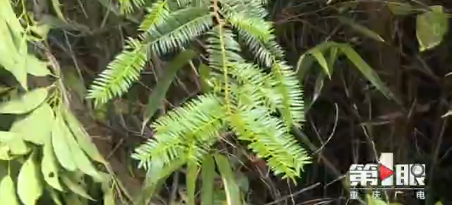 2000ĶҰ춹ɼɽ 150 񾹶겻֪