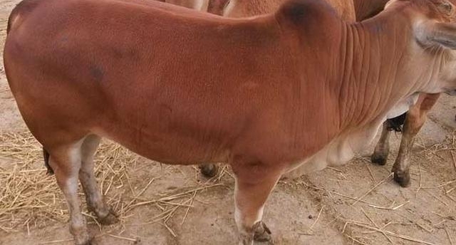 ǼһڹѧĲʿȻصϼţ