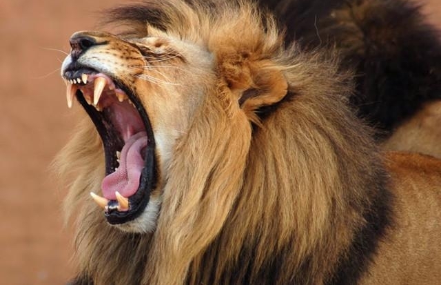 ������֪ʶح������ʨ�����鲣������