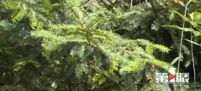 2000ĶҰ춹ɼɽ 150 񾹶겻֪