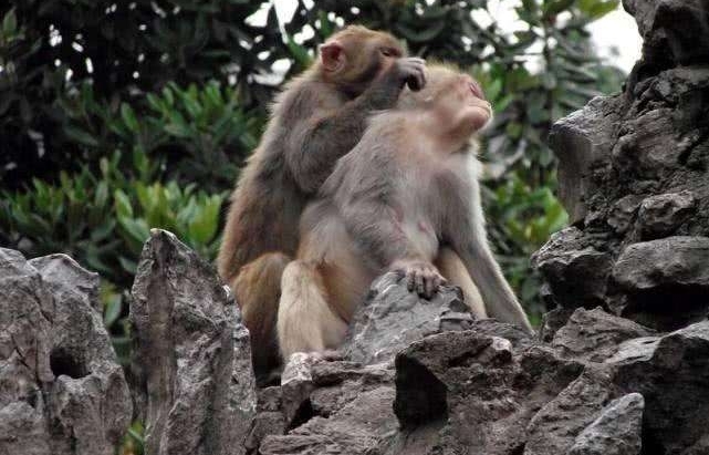 �ο͹���ι����֣���Щ������ι��Σ������