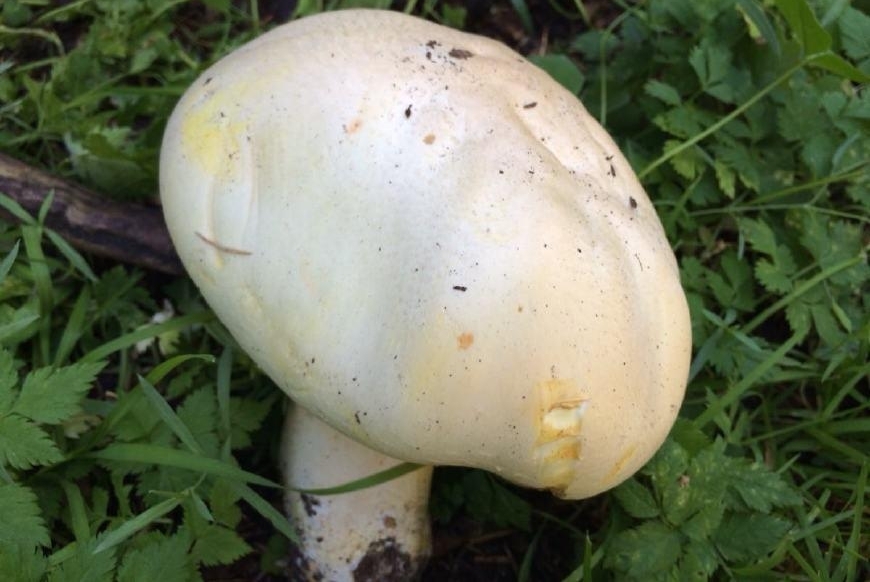 ð�ճ�ҰĢ�������Һ�ı��磬�����ж���СŮ��ֱ������