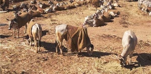 ӡ����ţ���ĳ��֣����ܳ�Ҳ�����ף��й����ѣ�����������