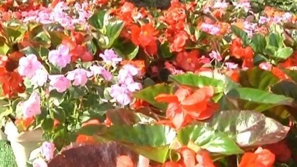 Ϊ����˽�һ�԰������͵�������ֵĻ������������ǣ�