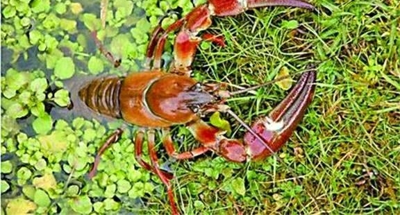 ӡ����ţ���ĳ��֣����ܳ�Ҳ�����ף��й����ѣ�����������