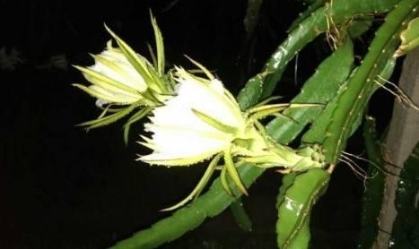 ��������̨����ֲ����������������ѧ��������ܳ���