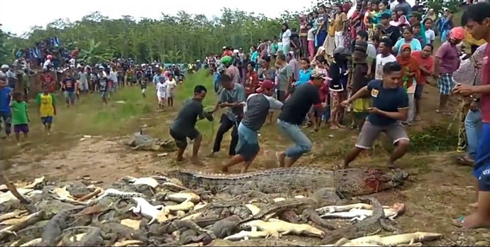 ��������ҧ����Ϊ�˸���������ɱ300��ֻ���㣬ʬ��ѻ���ɽ