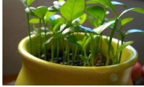 ��������̨����ֲ����������������ѧ��������ܳ���