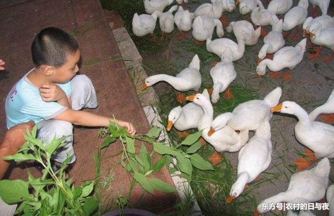 �ϴ��ϻ�����Ҫ�Σ�һ������ŮҪ�Σ�����Т��˵����ʲô��˼��