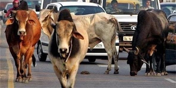 ӡ����ţ���ĳ��֣����ܳ�Ҳ�����ף��й����ѣ�����������