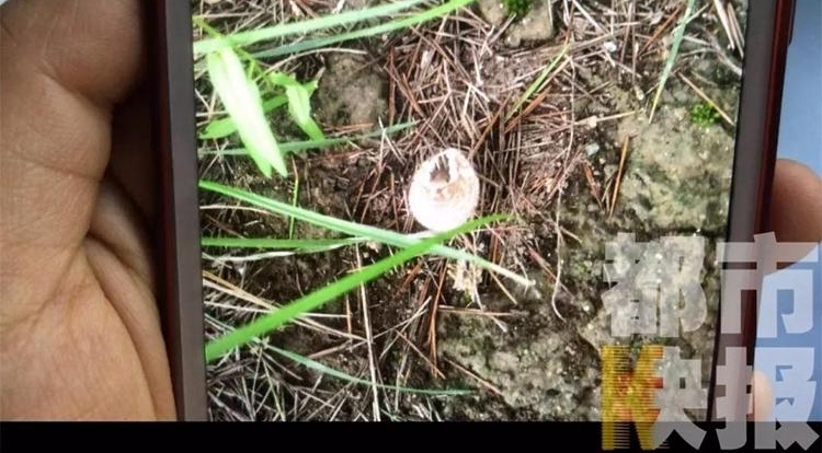 ����һ������ʳ��ҰĢ�����ж� ����һ������