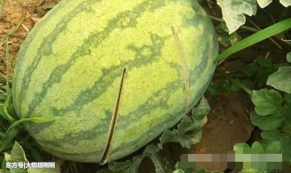 ��ũ���Լ�������͸�ˣ��߽�һ������ǰ���龰����һ�������˵���