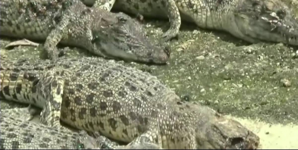 ��������ҧ����Ϊ�˸���������ɱ300��ֻ���㣬ʬ��ѻ���ɽ