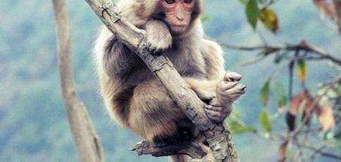 �ο͹���ι����֣���Щ������ι��Σ������