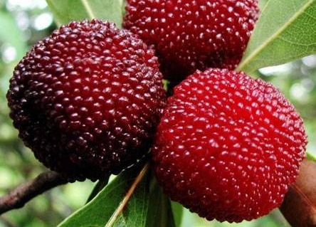 ����С���ڼ�����÷��������ڳ�����