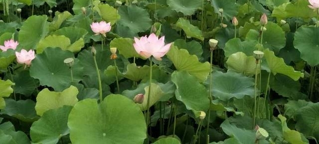 ��Ķ������ʮ�ﻨ��D�Dʡ��Э��ɽ��������Ů���Ҳɷ��ʵ