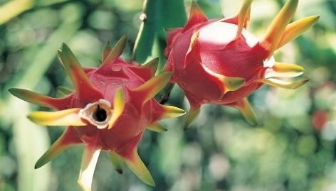 ��������̨����ֲ����������������ѧ��������ܳ���