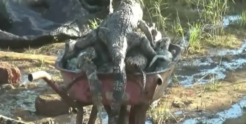 ��������ҧ����Ϊ�˸���������ɱ300��ֻ���㣬ʬ��ѻ���ɽ