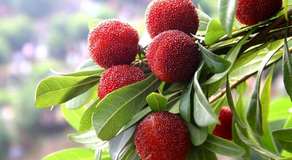 ����С���ڼ�����÷��������ڳ�����