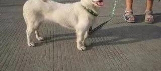 ʲô����?�����С�� �������С����Ͳ�������