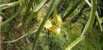 ��������̨����ֲ����������������ѧ��������ܳ���