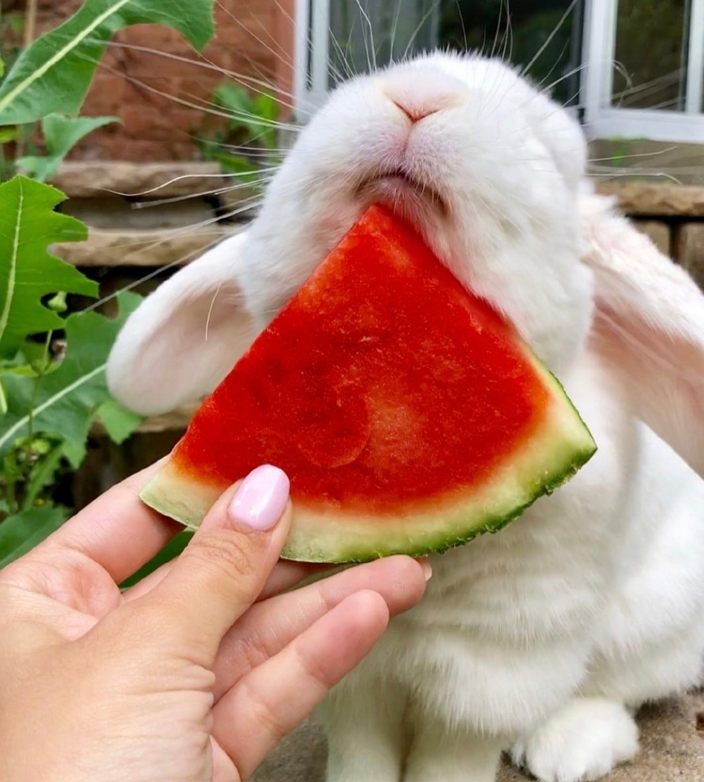 ̰̰ȵĿɰСͼƬ