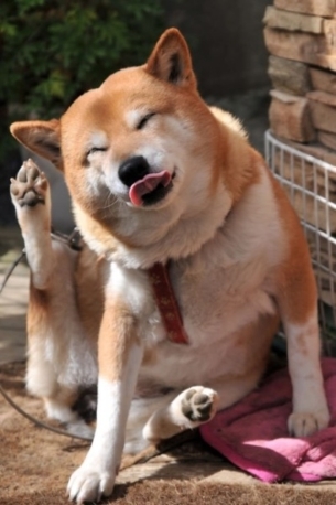 ҳϴϵȮͼƬͼƬȫͼ