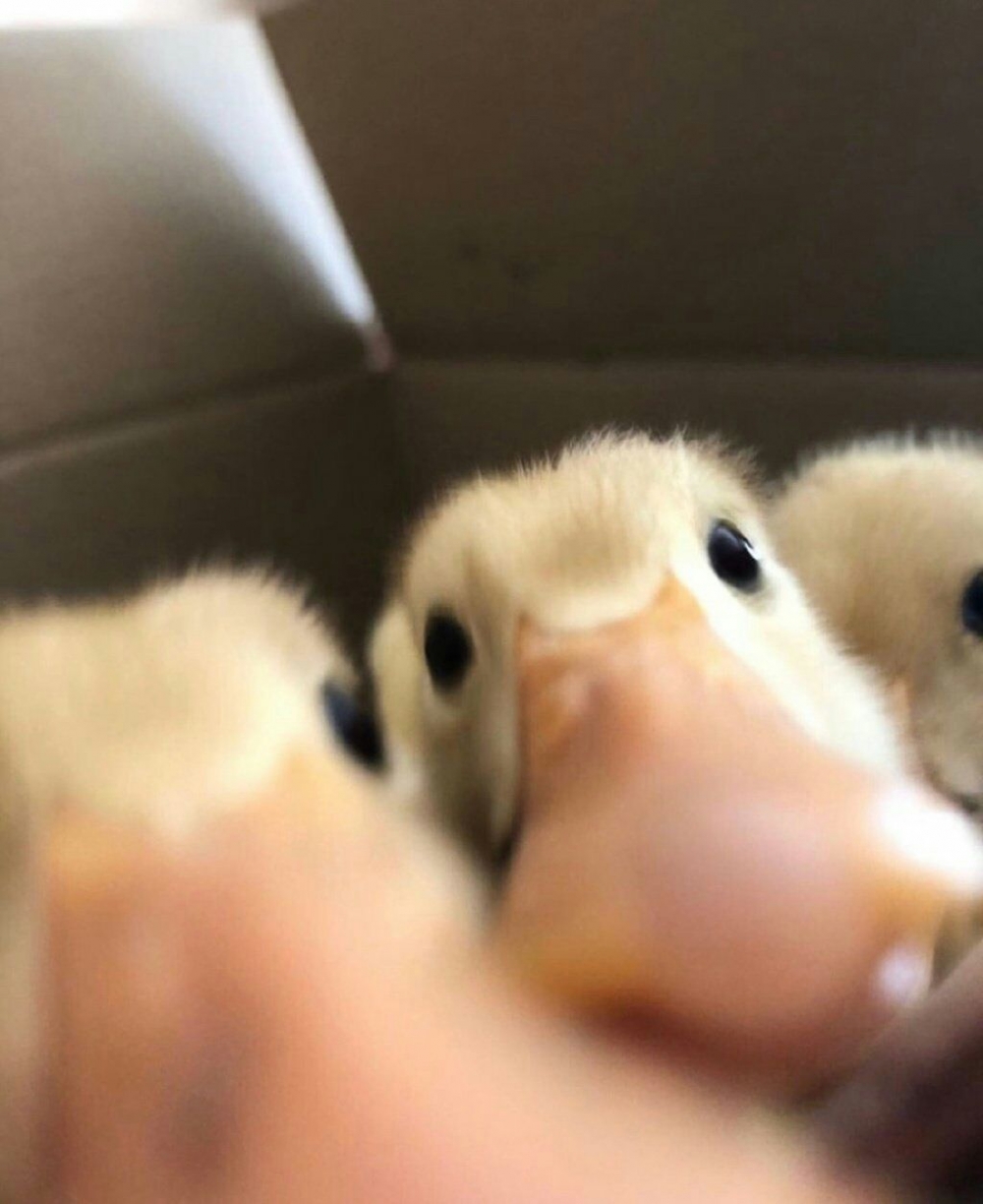 ѼѼСĴǰͷ