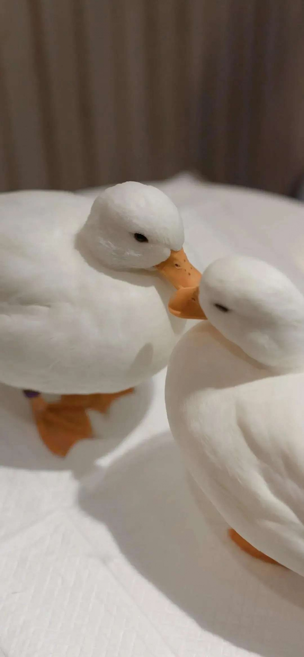 ɰѼѼ¶ѼͼƬ