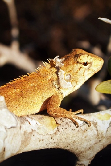 <b>෱Ѫ涯ͼƬȫ</b>