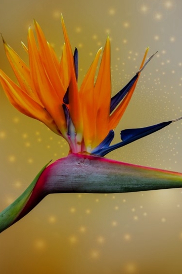 ȴֲز