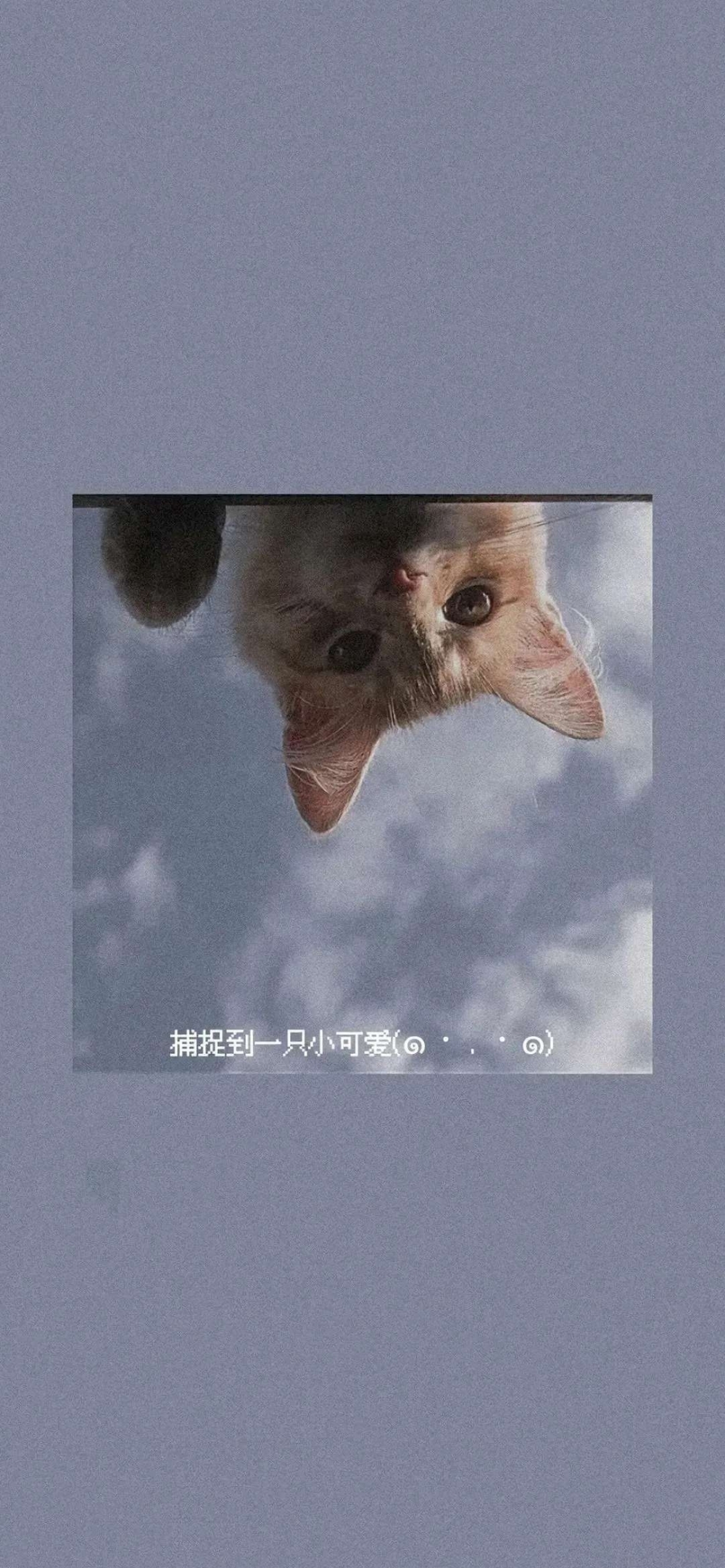 ӿɰèɫȶֻֽ